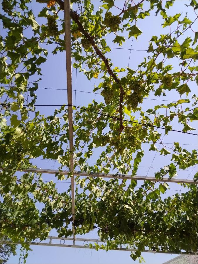 Masseria Catucci Agriturismo ألبيروبيللو المظهر الخارجي الصورة